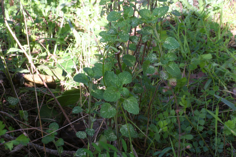 maggiorana? origano selvatico? - Calamintha nepeta