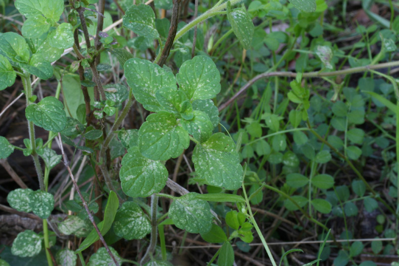 maggiorana? origano selvatico? - Calamintha nepeta