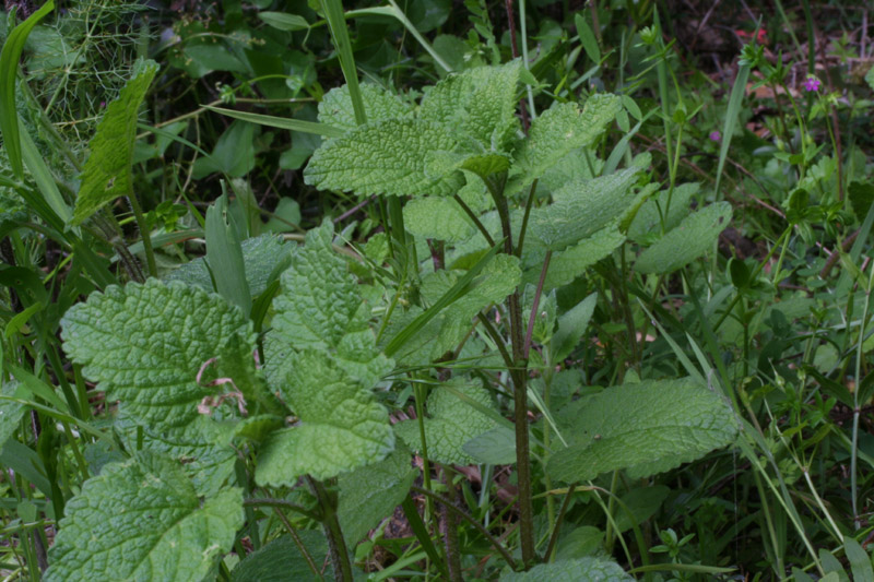 Melissa officinalis L.