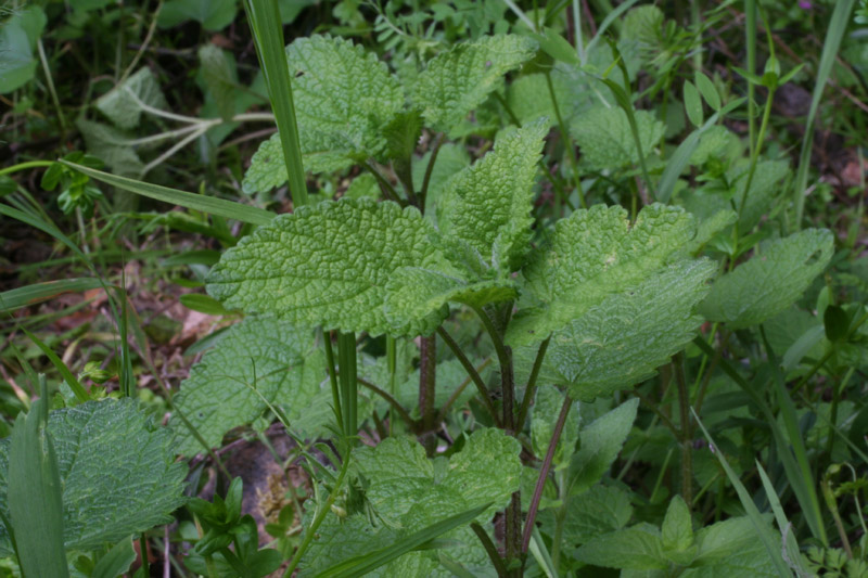 Melissa officinalis L.