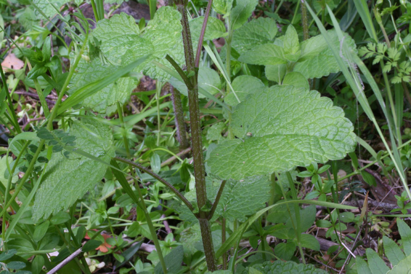 Melissa officinalis L.