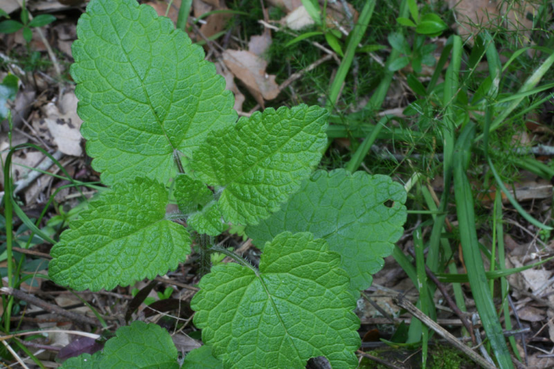 Melissa officinalis L.