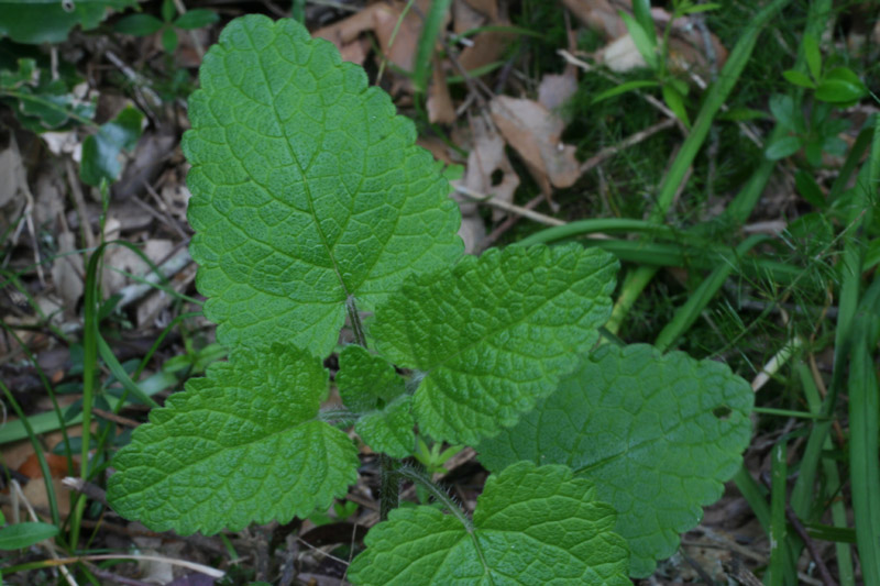 Melissa officinalis L.