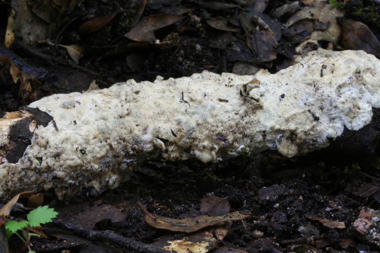 Crosta bianca da det. (Byssomerulius corium)
