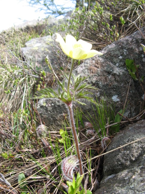 Pulsatilla alpina ssp. apiifolia / Anemone giallo