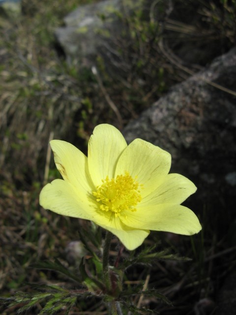 Pulsatilla alpina ssp. apiifolia / Anemone giallo