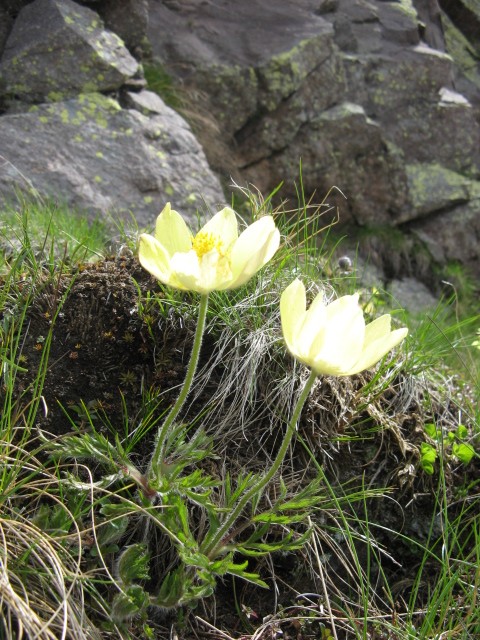 Pulsatilla alpina ssp. apiifolia / Anemone giallo