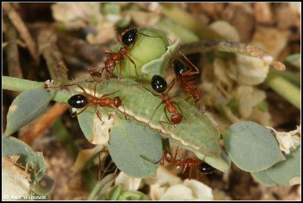 Ants for ID