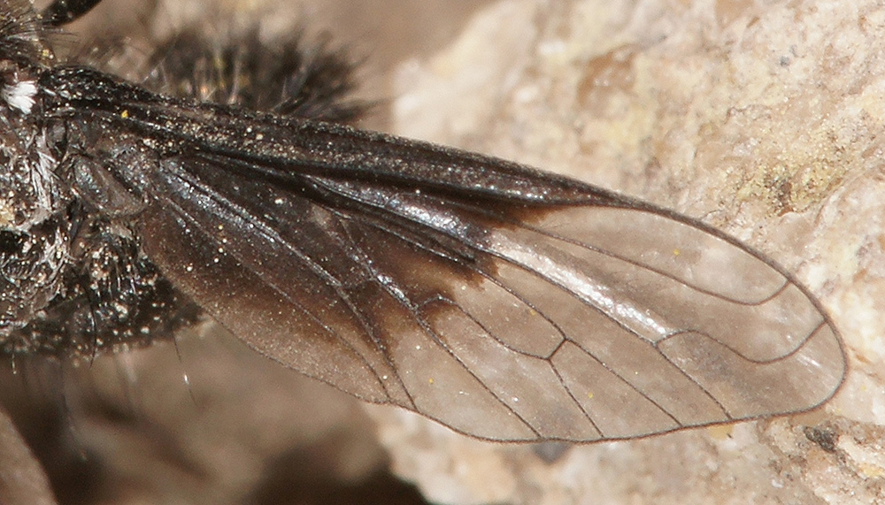 Diptera d''Israele  -  Bombyliidae for ID