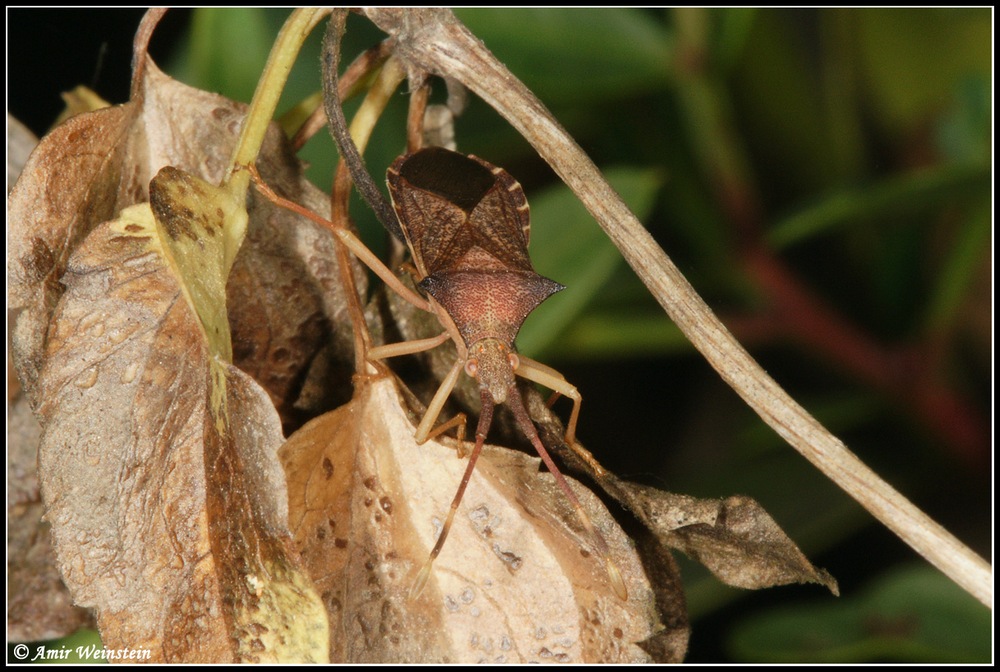 Heteroptera d''Israele: Part 2