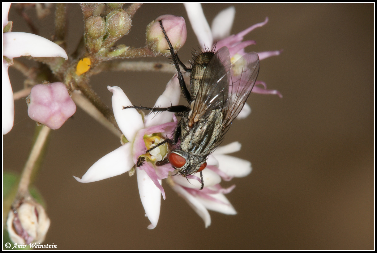 Sarcophagidae ?