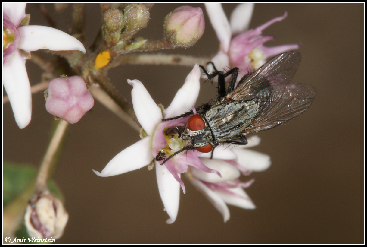 Sarcophagidae ?