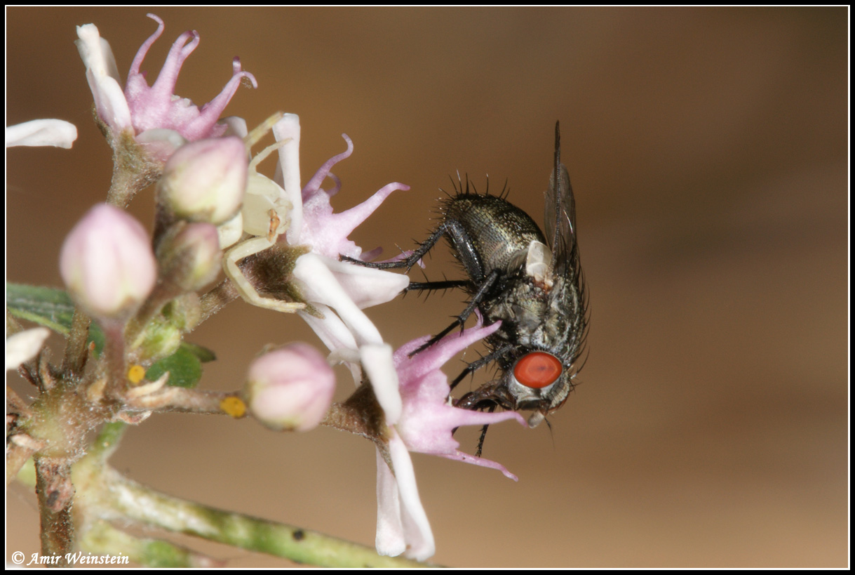 Sarcophagidae ?