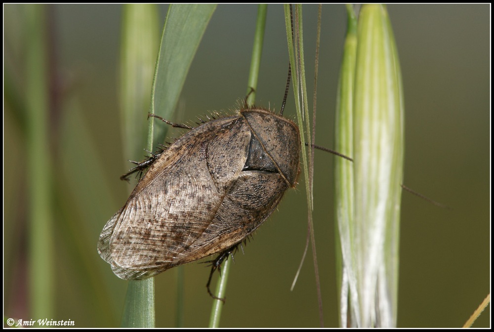 Polyphagidae d''Israele for ID