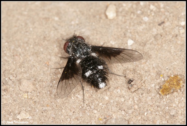 Diptera d''Israele  -  Bombyliidae for ID