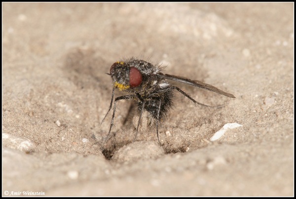 Diptera d''Israele  -  Bombyliidae for ID