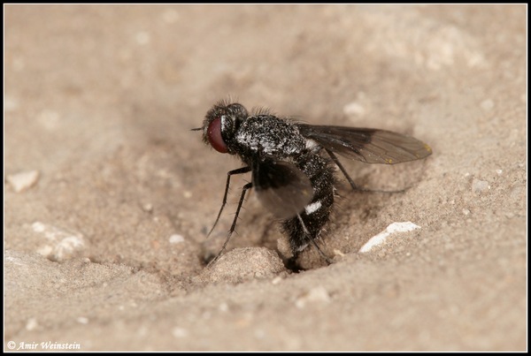 Diptera d''Israele  -  Bombyliidae for ID