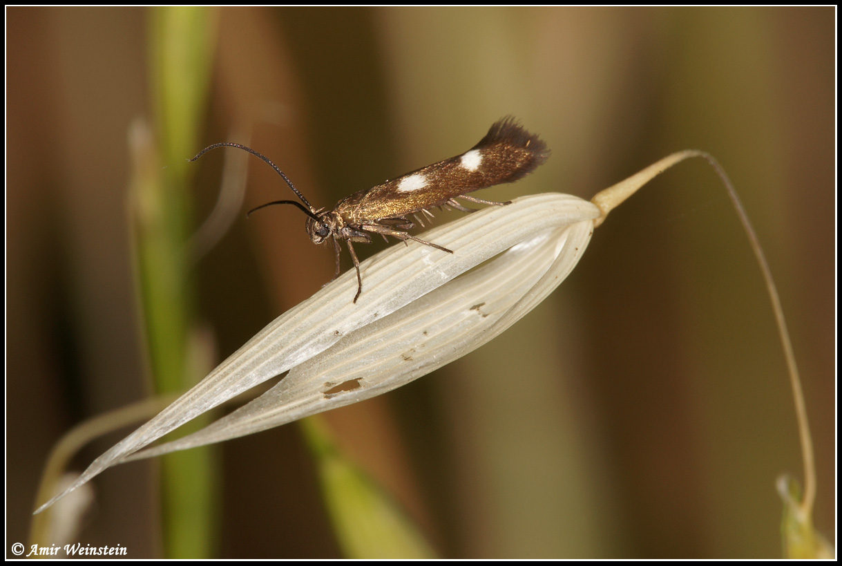 Lepidoptera d''Israele for ID: Scythrididae