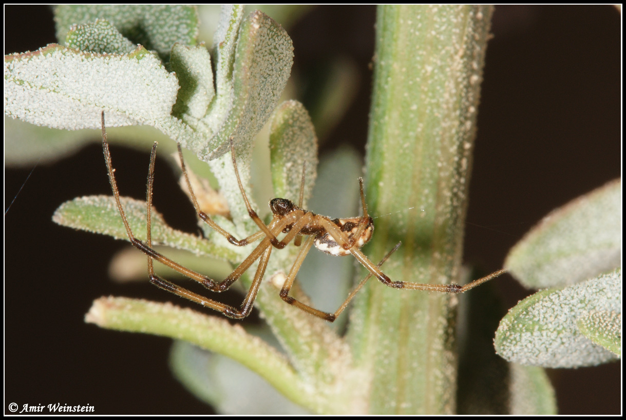 Araneae d''Israele for ID