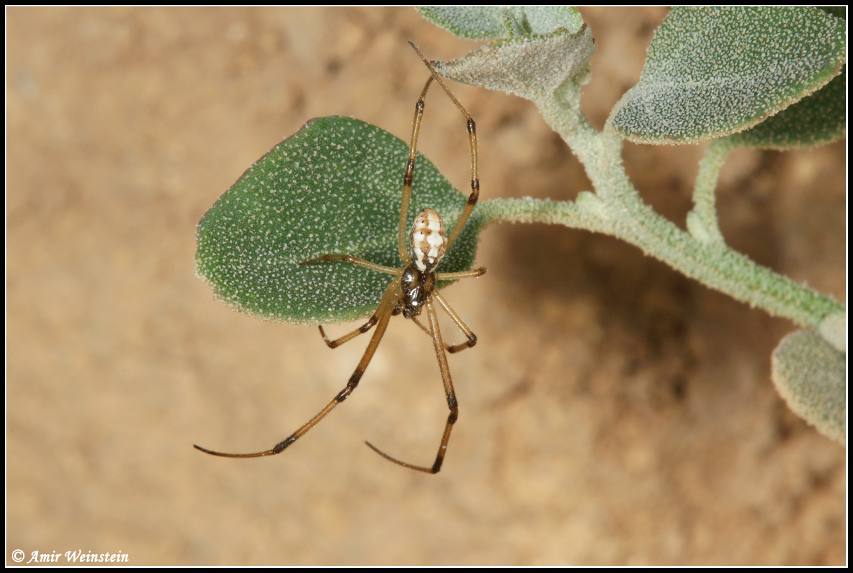 Araneae d''Israele for ID