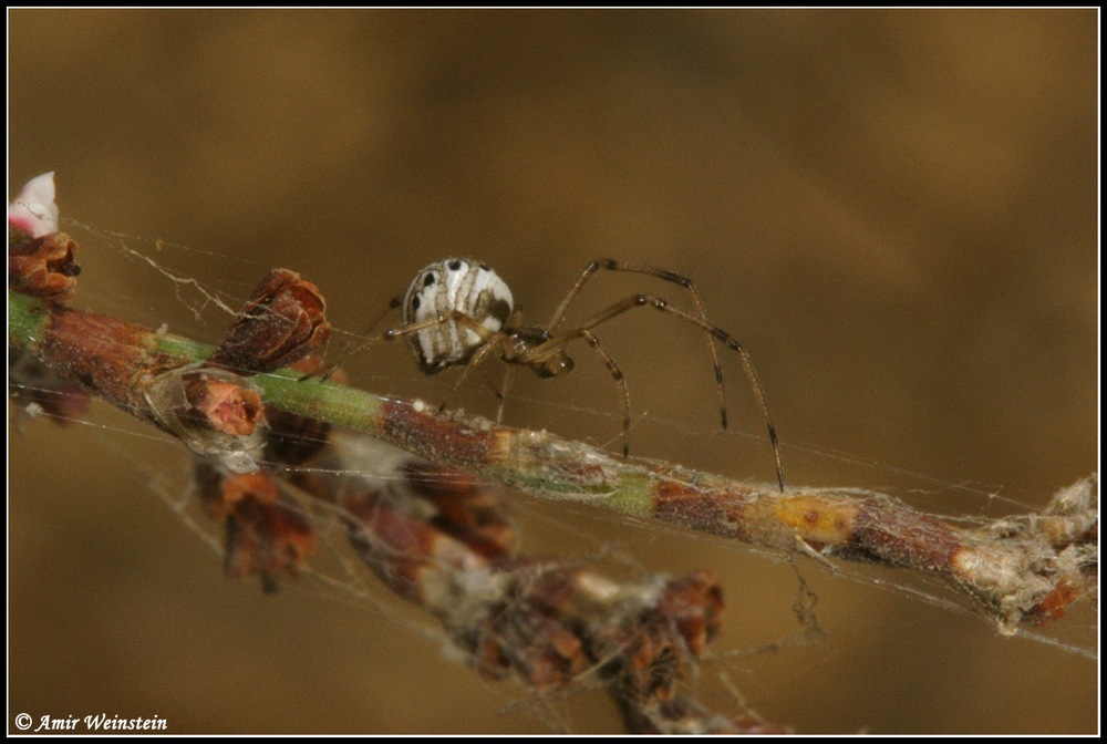 Araneae d''Israele for ID