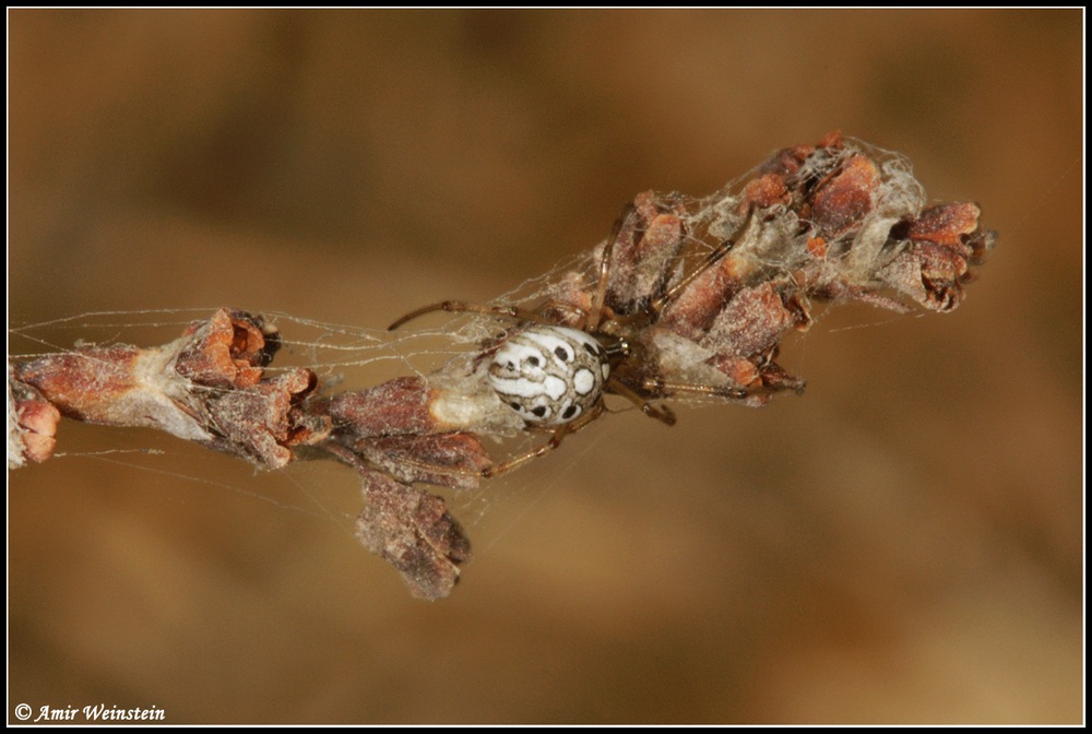 Araneae d''Israele for ID