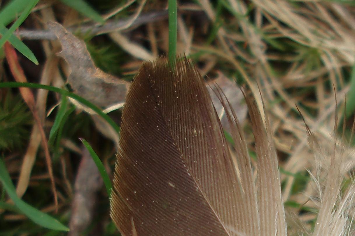 Piuma da identificare. Rapace diurno.