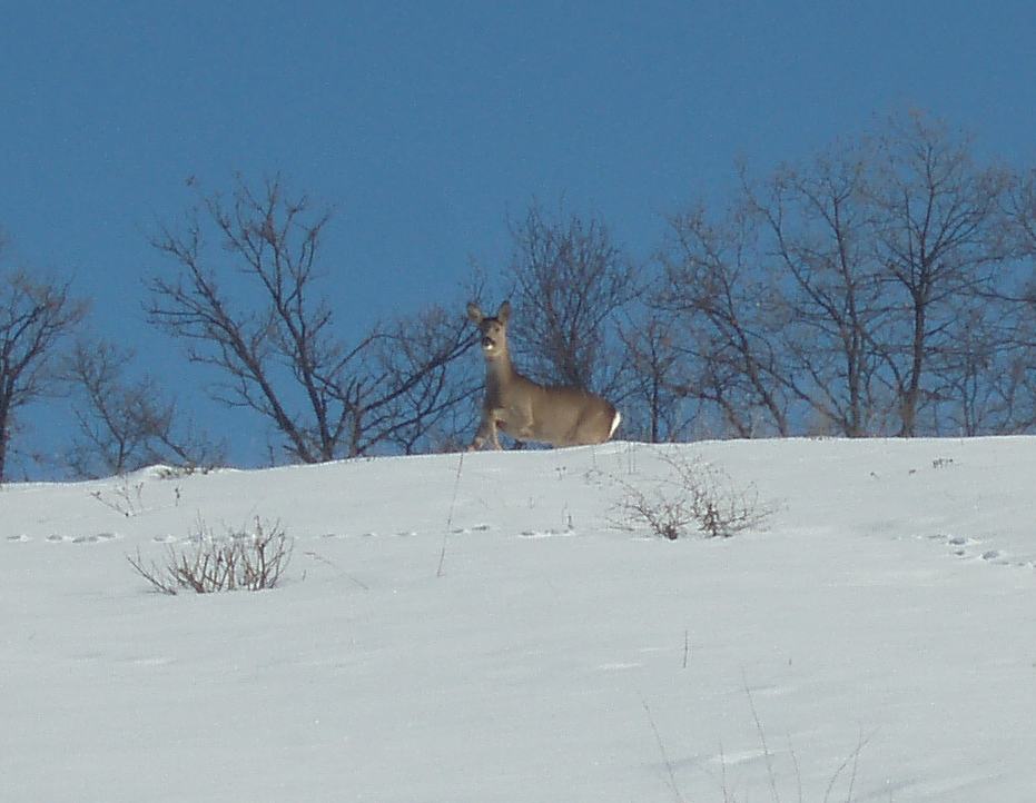 Il Capriolo