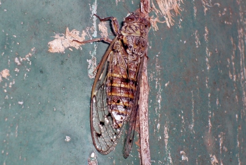 Cicala dal Lago di Garda: Cicada orni
