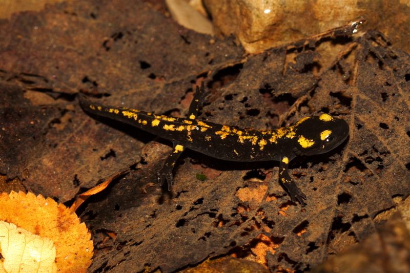 Domanda:come distinguere S. s. gigliolii da S. s. salamandra
