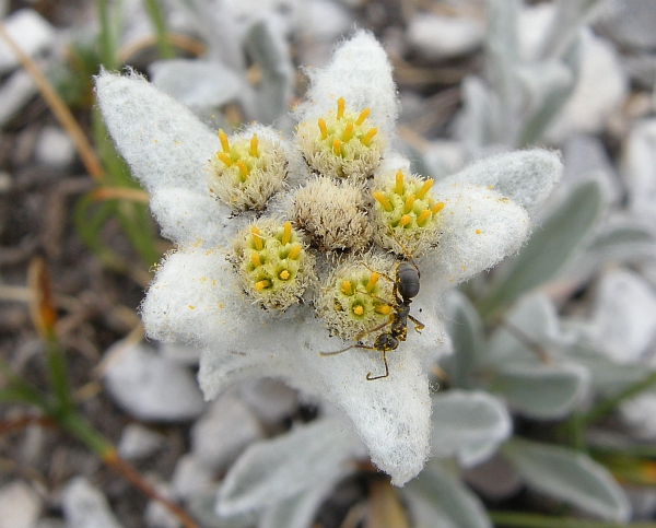 Stella Alpina dell'Appennino (Leontopodium nivale) fiore dei Monti Sibillini