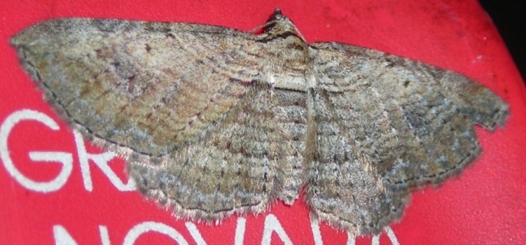 Horisme tersata (Geometridae)