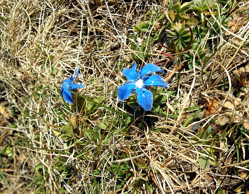 PNA - Nel regno del camoscio d''Abruzzo - monti della Meta