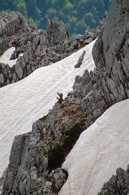 Camoscio d''Abruzzo Rupicapra pyrenaica ornata