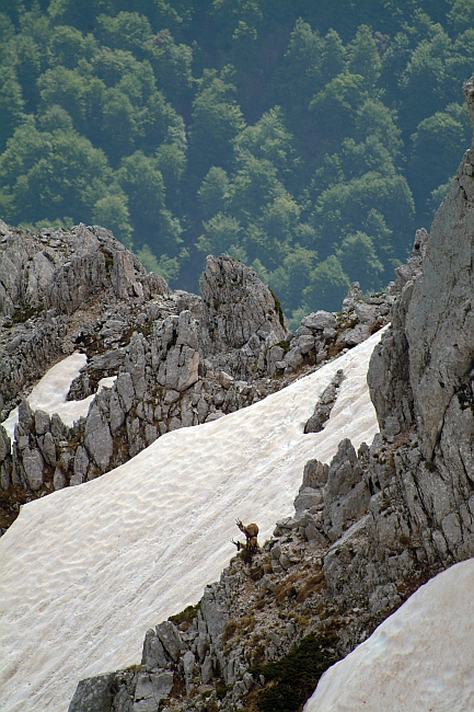 Camoscio d''Abruzzo Rupicapra pyrenaica ornata