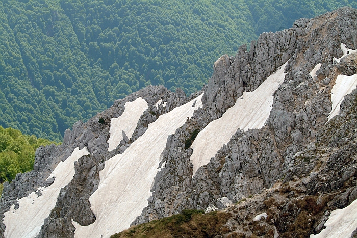 Camoscio d''Abruzzo Rupicapra pyrenaica ornata