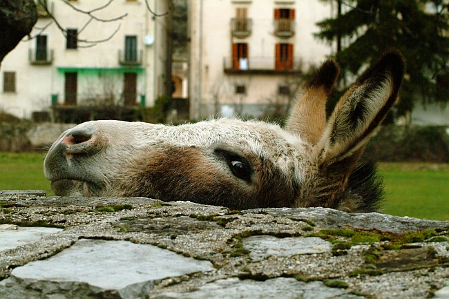 Dolce asinello