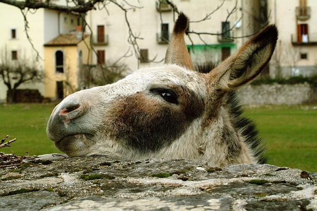 Dolce asinello