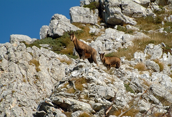 Camoscio d''Abruzzo Rupicapra pyrenaica ornata