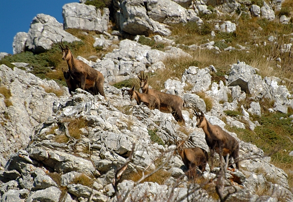 Camoscio d''Abruzzo Rupicapra pyrenaica ornata