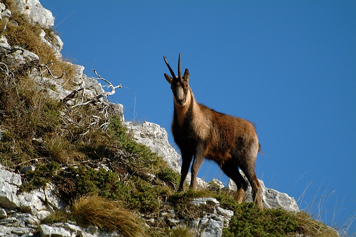 Camoscio d''Abruzzo Rupicapra pyrenaica ornata