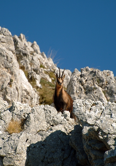 Camoscio d''Abruzzo Rupicapra pyrenaica ornata