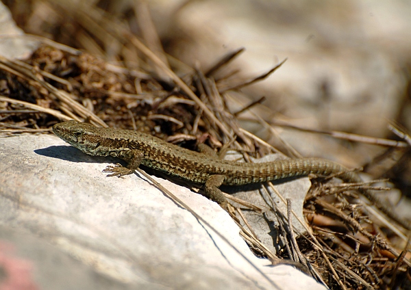 Podarcis muralis?