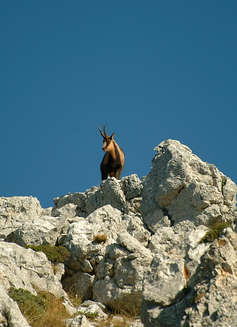 Camoscio d''Abruzzo Rupicapra pyrenaica ornata