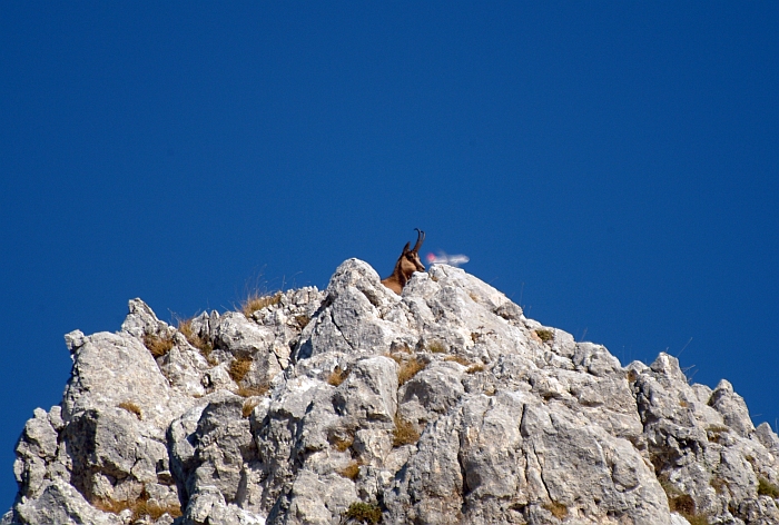 Camoscio d''Abruzzo Rupicapra pyrenaica ornata