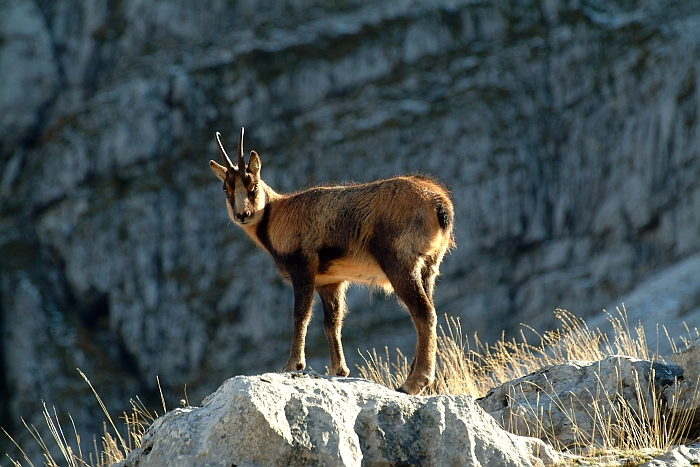 Camoscio d''Abruzzo Rupicapra pyrenaica ornata