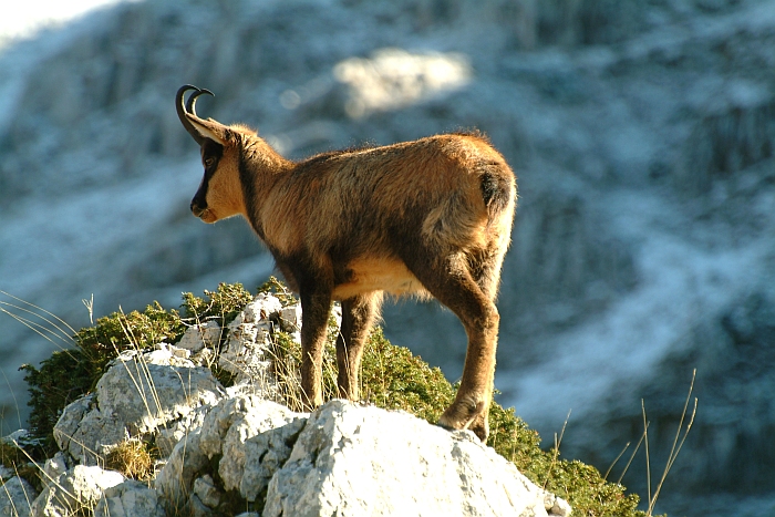 Camoscio d''Abruzzo Rupicapra pyrenaica ornata