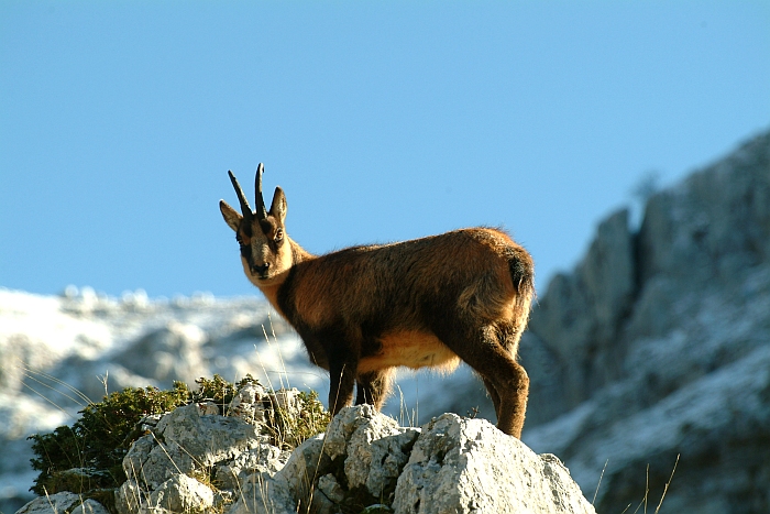 Camoscio d''Abruzzo Rupicapra pyrenaica ornata