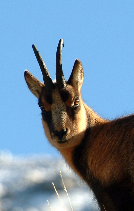 Camoscio d''Abruzzo Rupicapra pyrenaica ornata