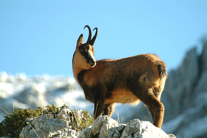 Camoscio d''Abruzzo Rupicapra pyrenaica ornata